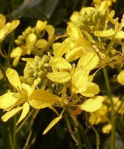 Moutarde - Mustard (Fleur de Bach n°21) BIO, 10 ml